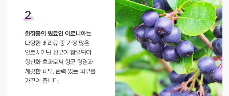 2.화장품의 원료인 아로니아는 다양한 베리류 중 가장 많은 안토이사닌 성분이 함유되어 항산화 효과로써 향균 항염과 깨끗한 피부, 탄력 있는 피부를 가꾸어 줍니다.