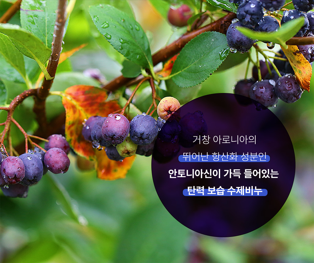 거창 아로니아의 뛰어난 항산화 성분인 안토니아신이 가득 들어있는 탄력 보습 수제비누