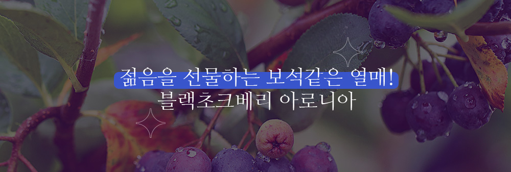 젊음을 선물하는 보석같은 열매, 블랙초크베리 아로니아