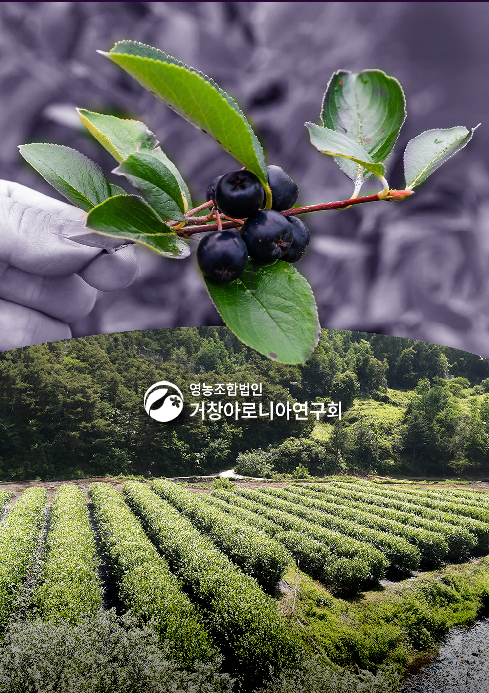 영농조합법인 거창아로니아연구회